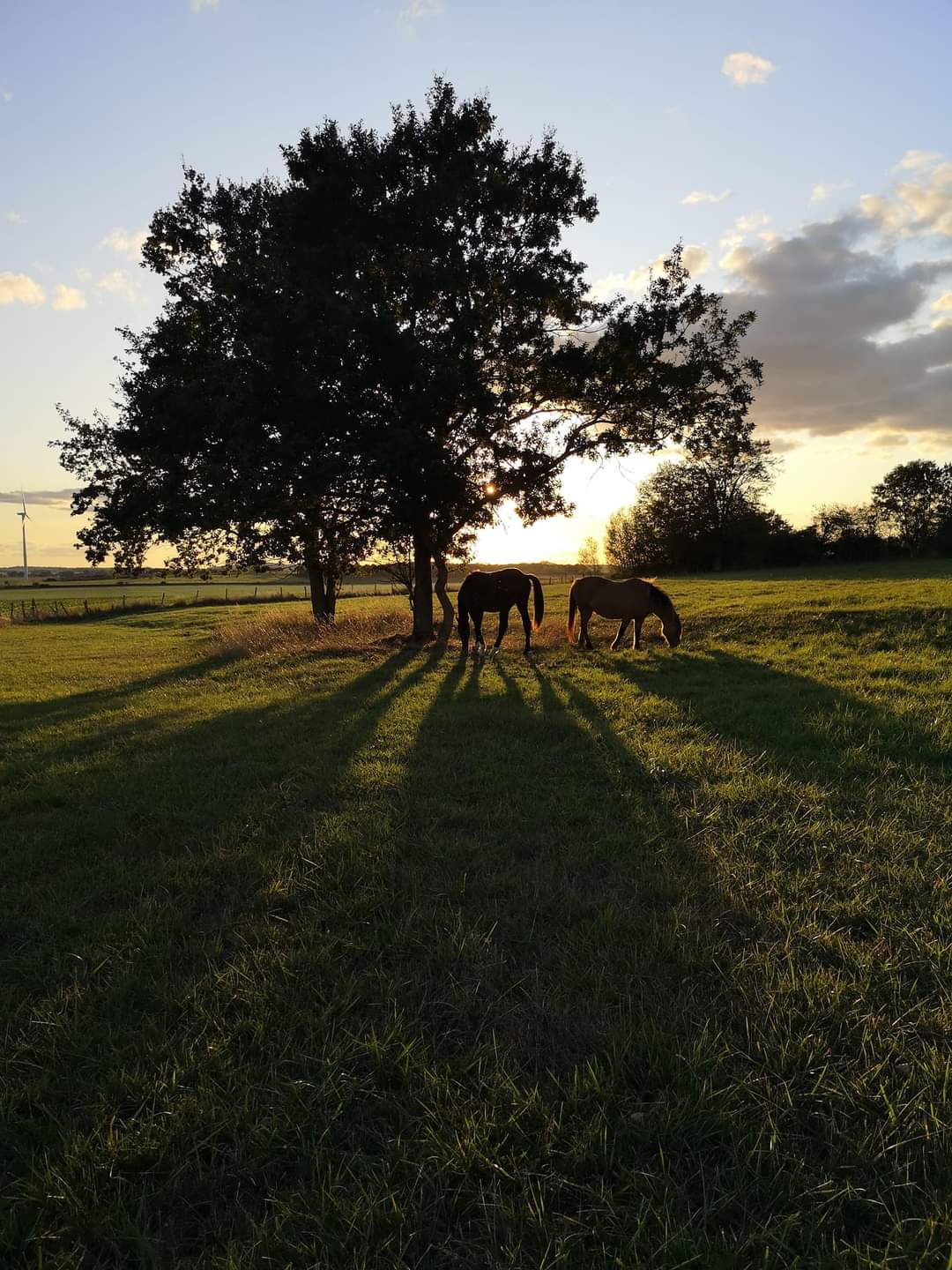 Garde chevaux à domicile - photo 2