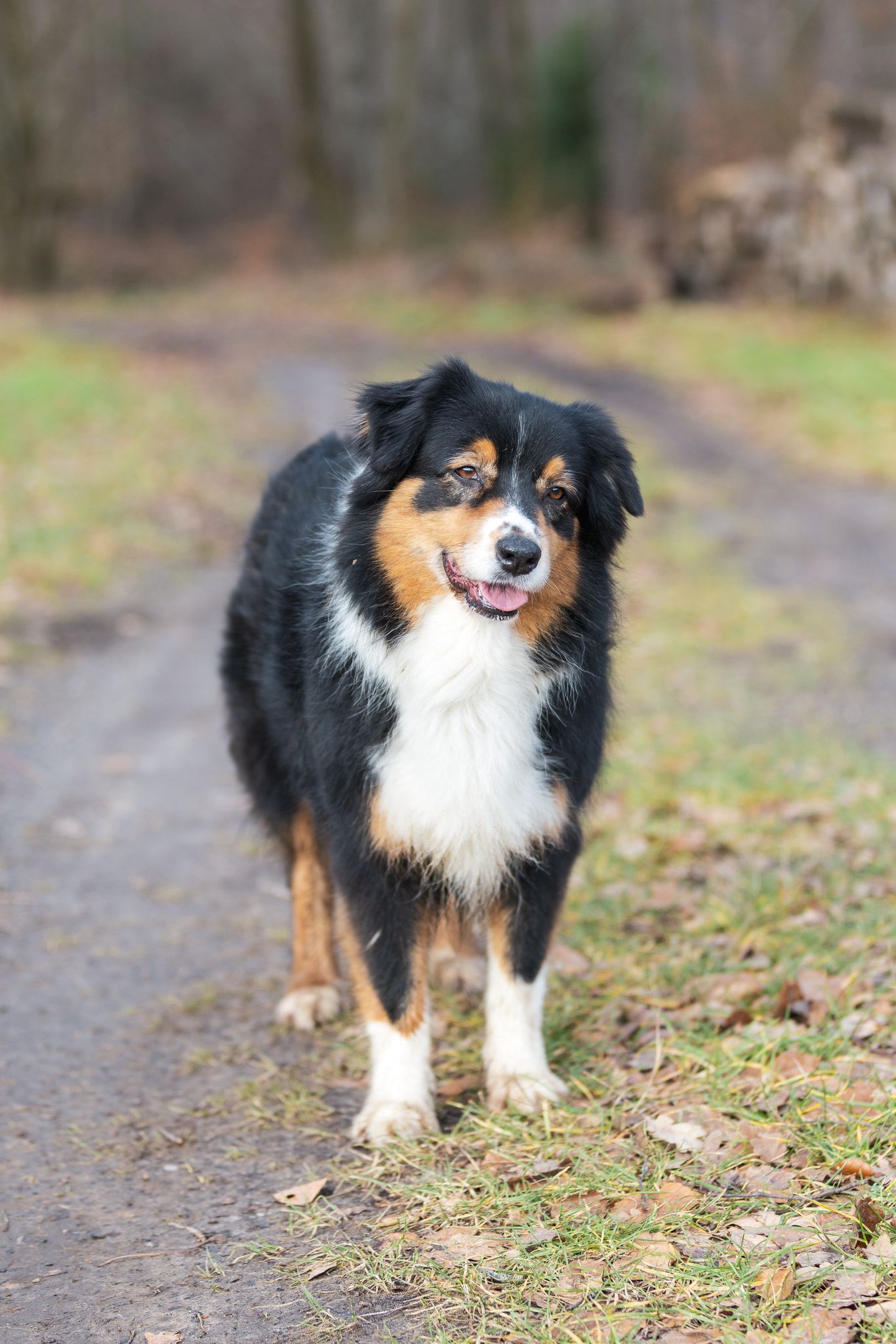 Garde de chien à domicile