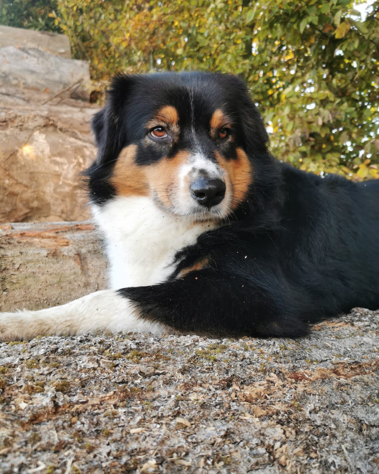 Massage chien enveloppement aux algues