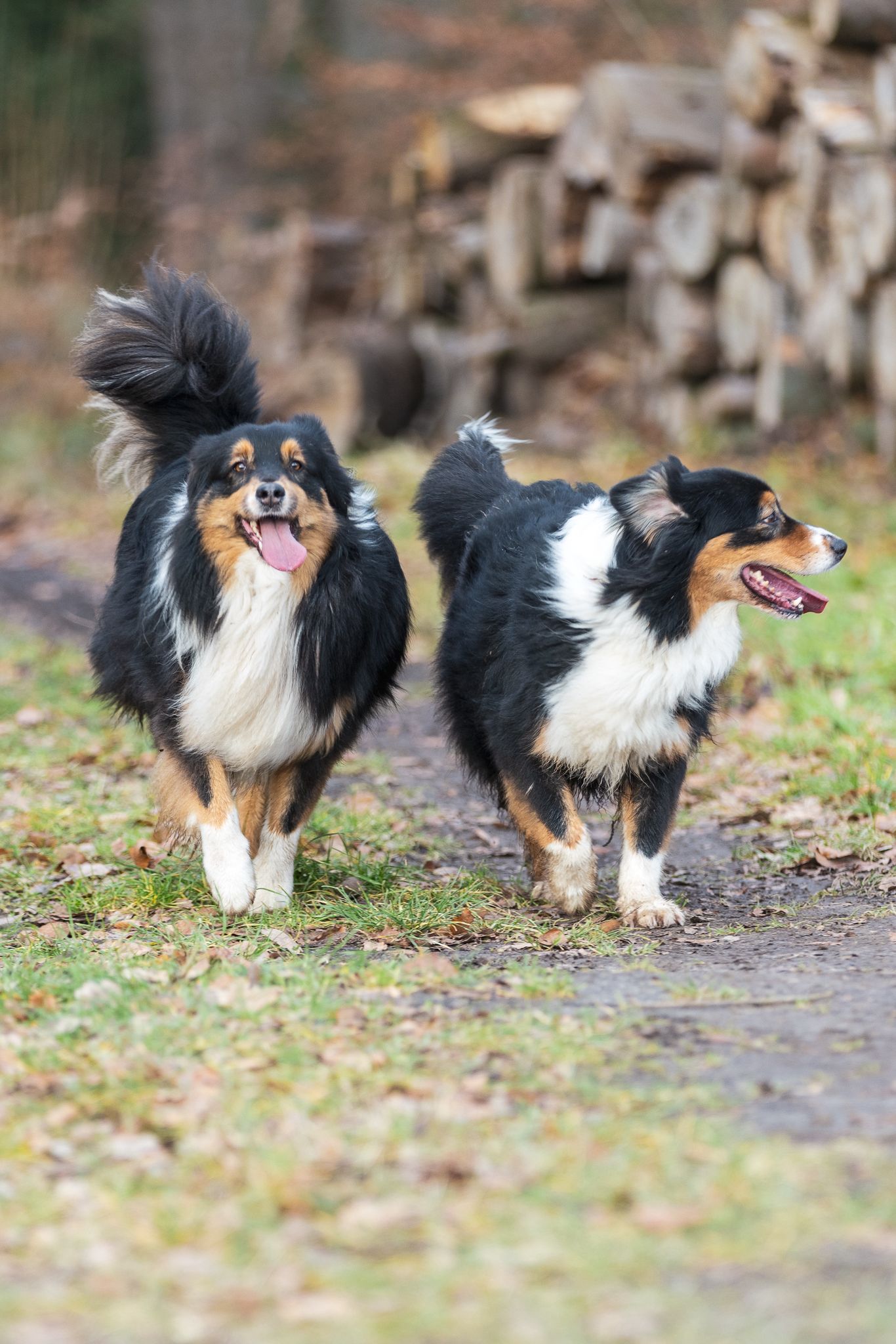 Massage prépa récup chien